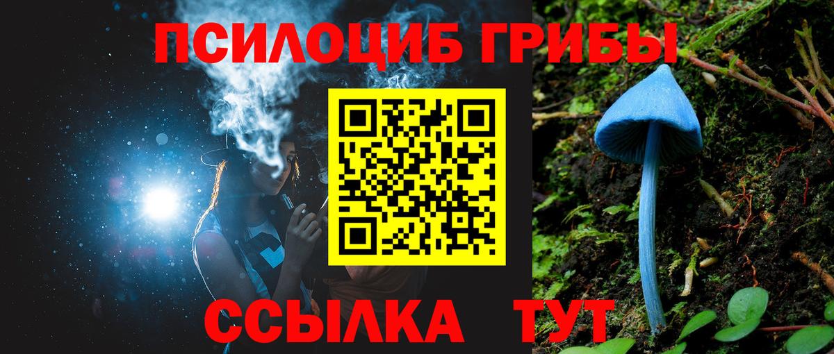 Псилоцибиновые грибы Psilocybe Родники